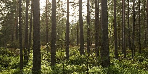 Foto fra en skog med sola som skinner i bakgrunnen bak trærne. 