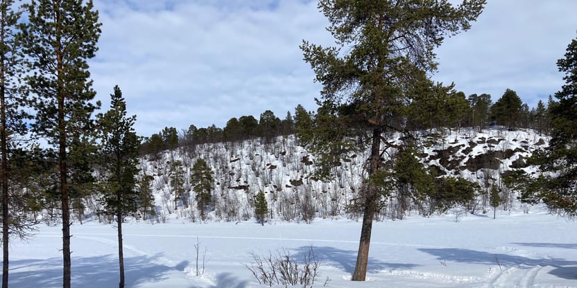 Bilde av skuterspor mellom furutrær ut mot en is- og snødekt liten innsjø