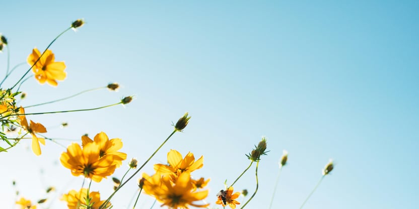 Nærbilde av flere gule blomster med en blå himmel som bakgrunn