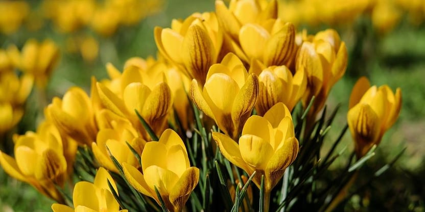 Gule vårblomster