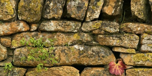 Steinmur med flere grønne og et rødt blad. Foto.