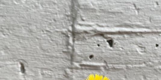Løvetann vokser mellom murheller