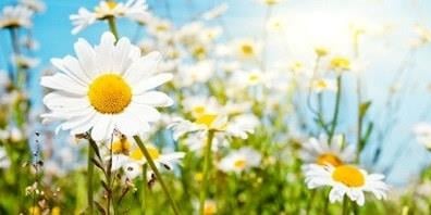 Bilde av sommerblomster