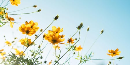 Bilde av gule sommerblomster