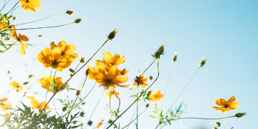 Bilde av gule sommerblomster