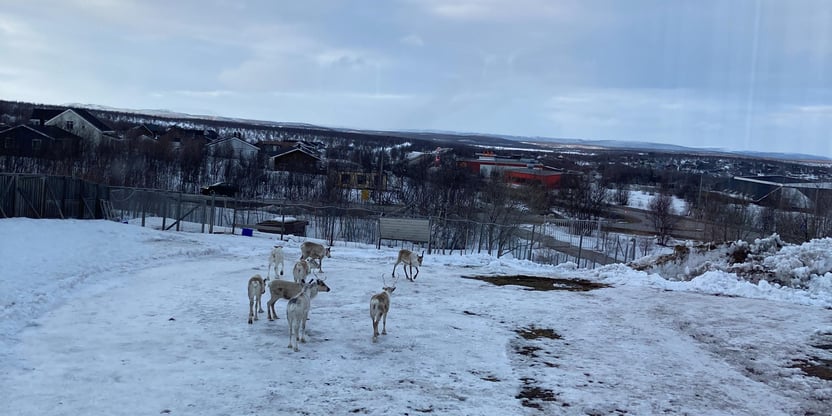 Liten flokk reinsdyr på snøkledt bakke innenfor et gjerde med bebyggelse i bakgrunnen