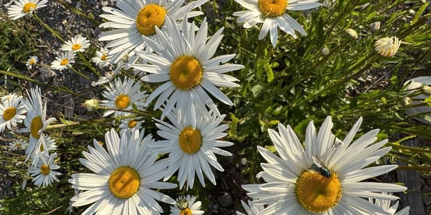 God sommer!
