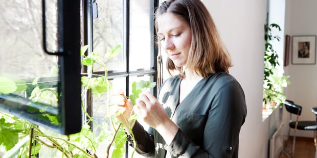 Kvinne som steller plante i vinduet