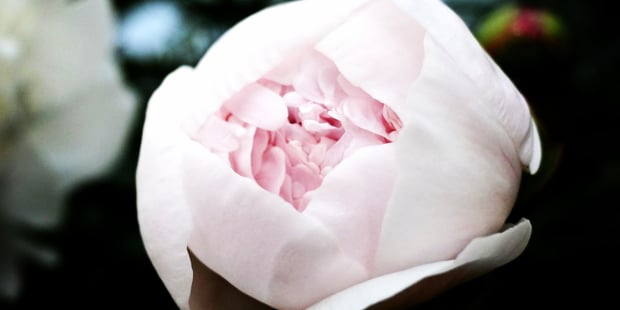 Lys rosa peon mot mørk bakgrunn