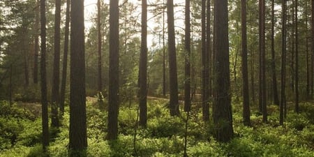 Foto fra en skog med sola som skinner i bakgrunnen bak trærne. 