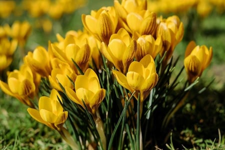 Gule vårblomster