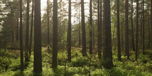 Vi ser bilde av skog