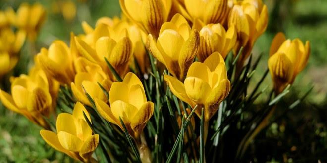 Illustrasjonsbilde av gule krokusblomster